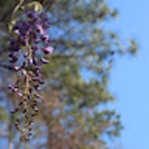 Meet your Posher, Carlos